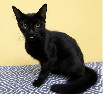 An adult medium-sized female Black Domestic Medium Hair cat named Morgana for adoption in Jackson, GA