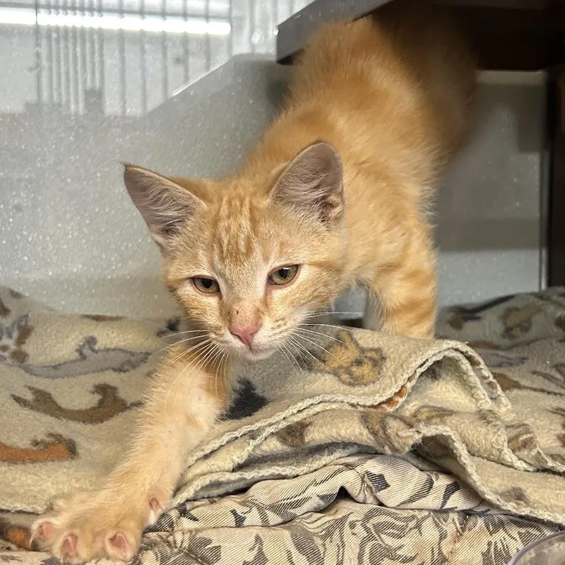 A baby small-sized male Orange / Red Domestic Short Hair cat named Creamsicle for adoption in Point Richmond, CA