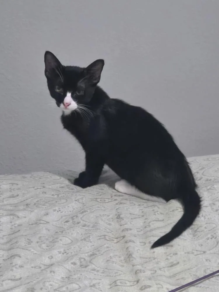A baby small-sized male Black & White / Tuxedo Domestic Short Hair cat named Gabriel Bixby for adoption in Dallas, TX