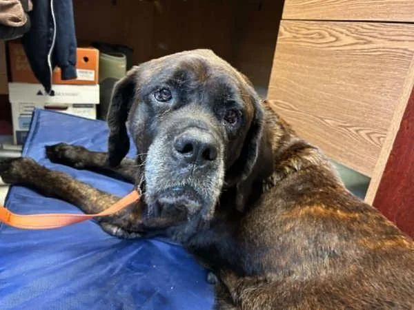 A senior extra large-sized female Mastiff dog named M'Lady for adoption in Millersville, MD