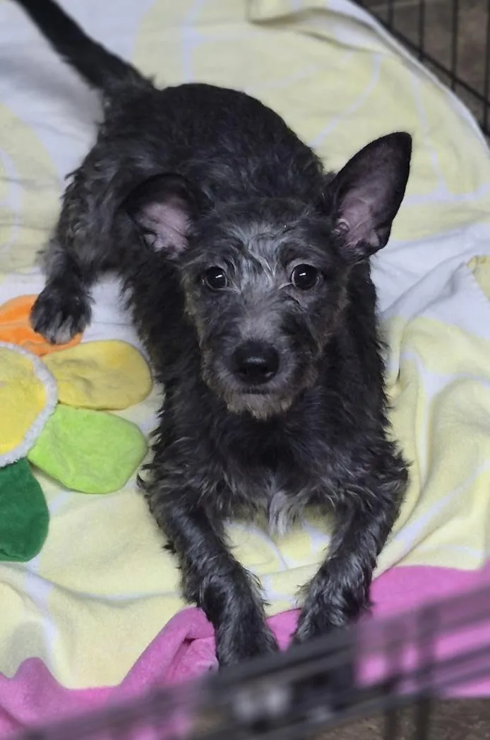 A young small-sized male Maltese dog named Alfie for adoption in Los Angeles, CA