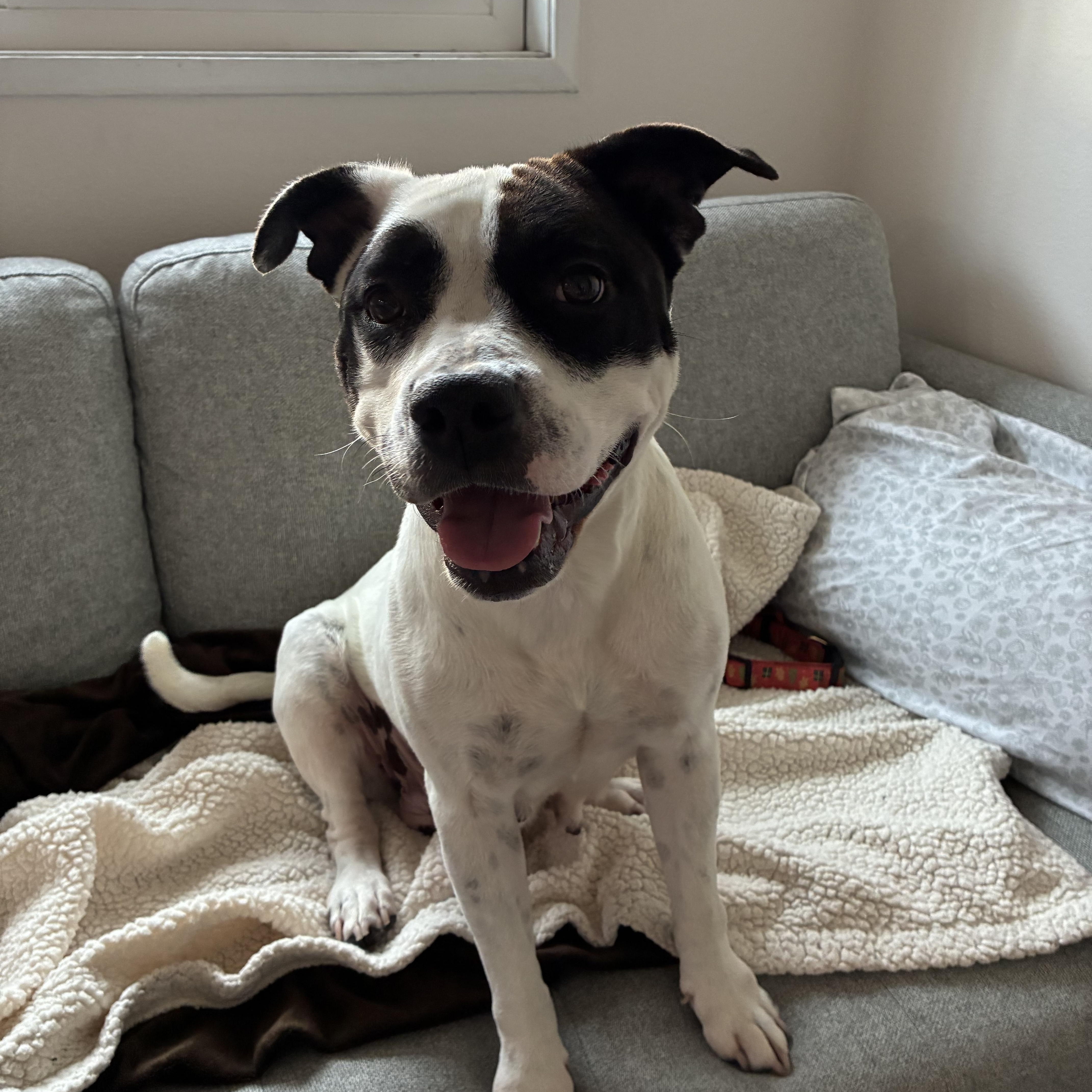 A young medium-sized female American Staffordshire Terrier dog named Sandy for adoption in Marina del Rey, CA