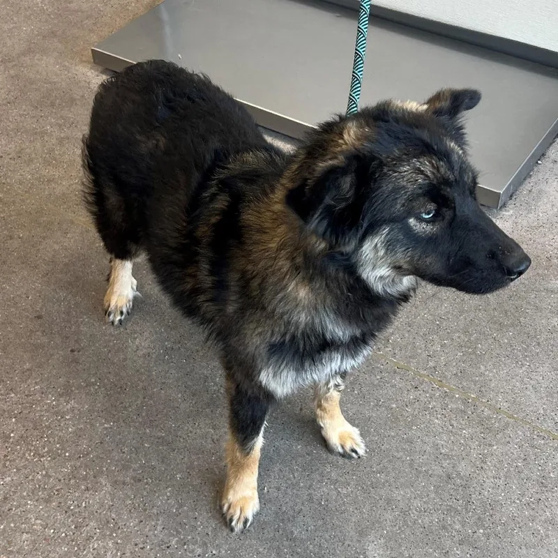 A young medium-sized female Black Mixed Breed dog named Tifa for adoption in Las Cruces, NM