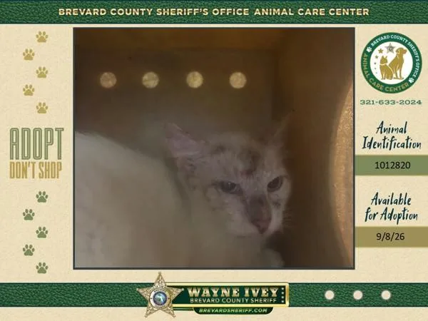 An adult medium-sized female Domestic Short Hair cat named Sally for adoption in Melbourne, FL