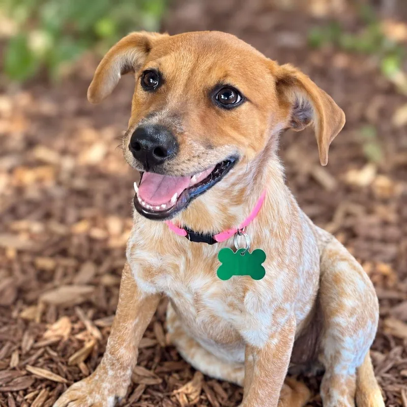 Lila