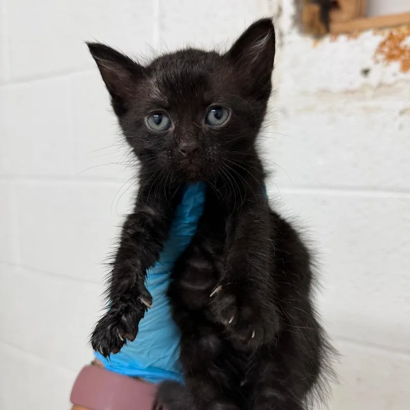 A baby small-sized female Domestic Short Hair cat named Ricotta for adoption in Edinburg, TX