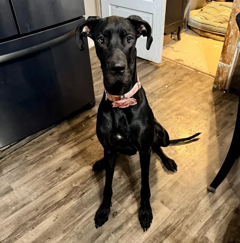 A young large-sized female Great Dane dog named Roo for adoption in Eagan, MN
