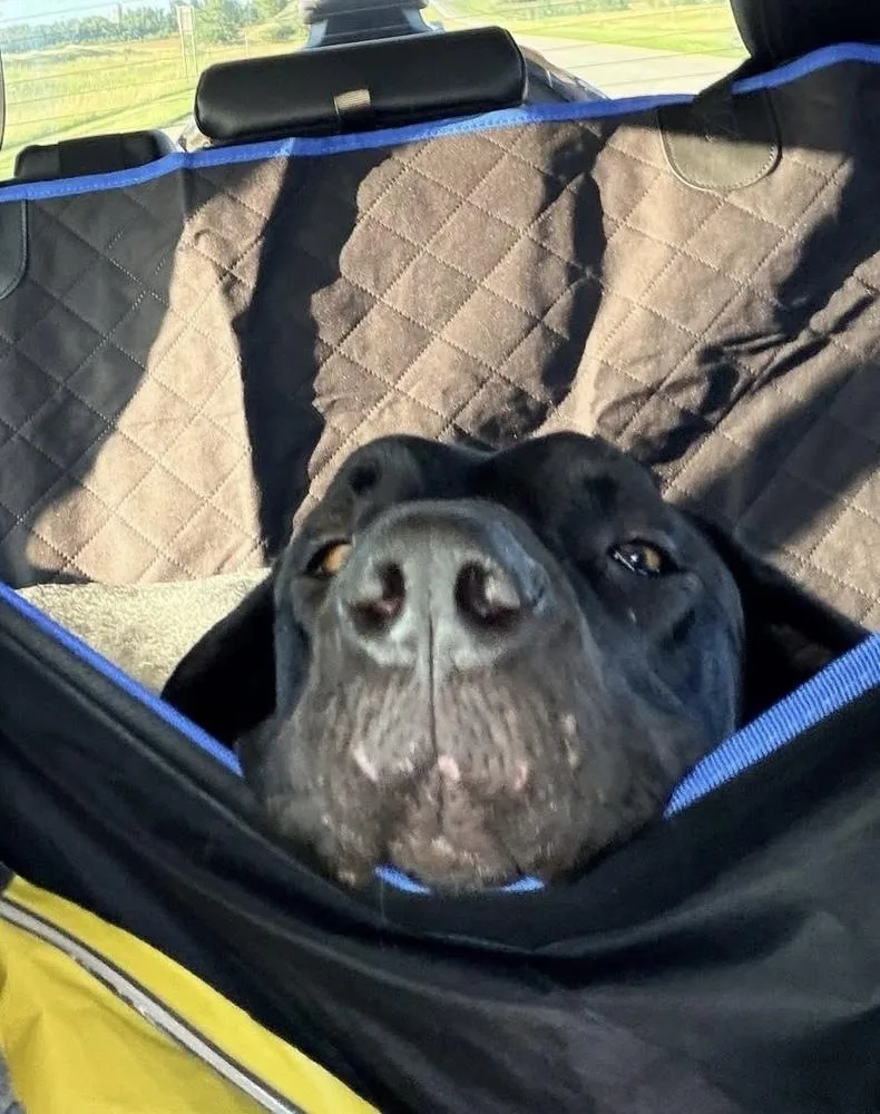 Roo thumbnail 4