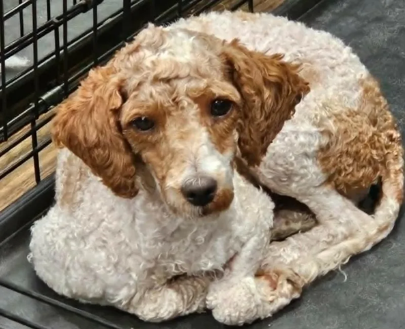 A young small-sized female Yellow / Tan / Blond / Fawn Miniature Poodle dog named Lucy for adoption in Twin lakes, WI