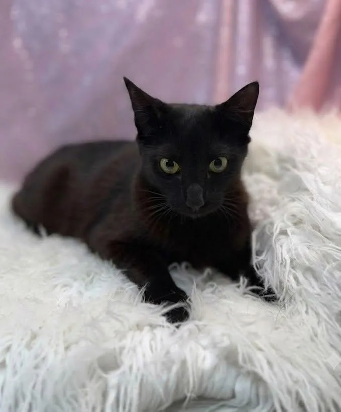 An adult medium-sized female Black Domestic Short Hair cat named Olivia for adoption in Clarkesville, GA