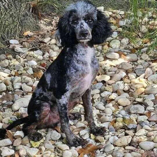 An adult small-sized male Cavalier King Charles Spaniel dog named Motley for adoption in Grand Bay, AL