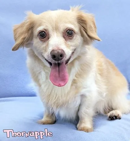 A senior small-sized male Dachshund dog named Thornapple for adoption in Mason, MI