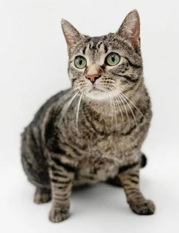 A young medium-sized male Tabby (Brown / Chocolate) Tabby cat named Kleophus Is The King for adoption in Bedford Hills, NY