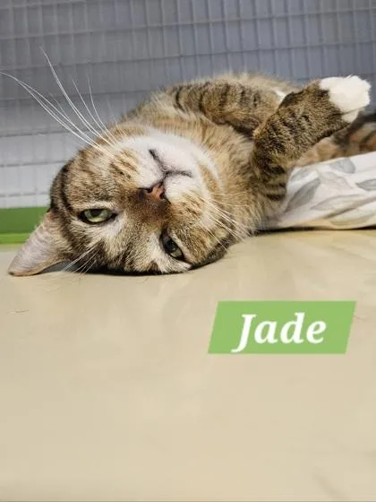 Jade thumbnail 3