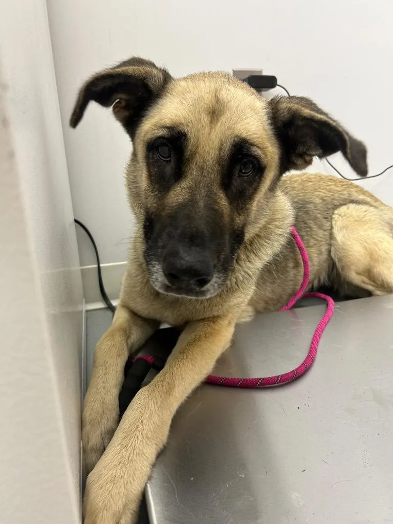 An adult medium-sized female Shepherd dog named Rita for adoption in Hartsville, SC