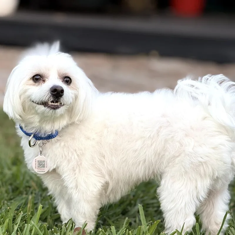 Bailey Bear thumbnail 2