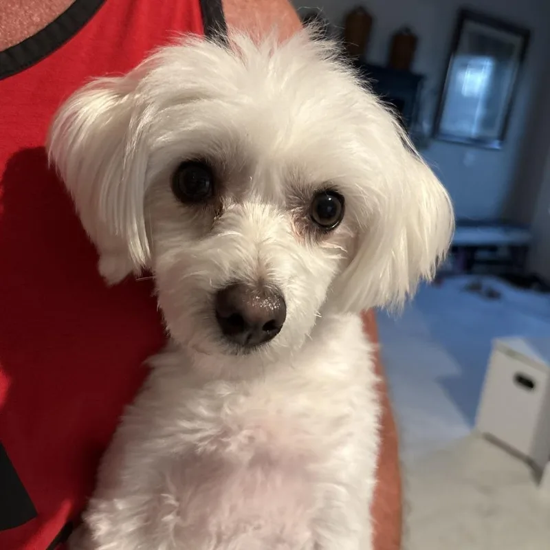 Bailey Bear thumbnail 3