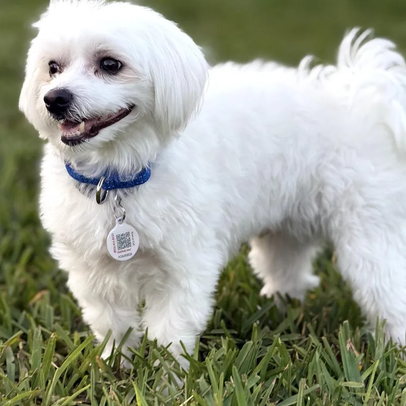 Bailey Bear thumbnail 4