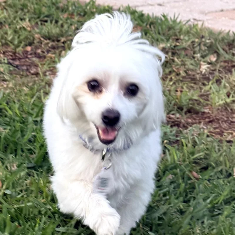 Bailey Bear thumbnail 5