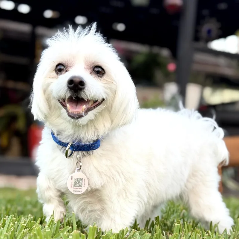 Bailey Bear thumbnail 6