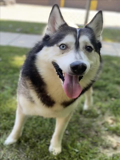 Cosmo