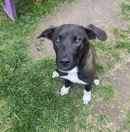 A baby medium-sized male Mixed Breed dog named Onyx for adoption in Hobart, IN