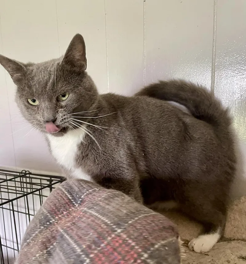 Don Corleone thumbnail 2