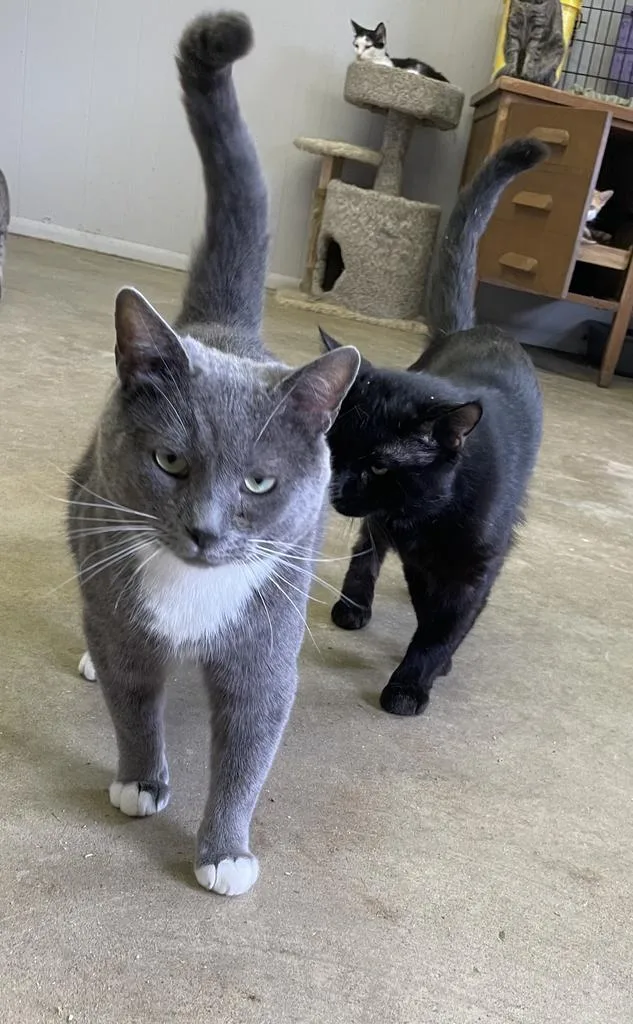 Don Corleone thumbnail 3