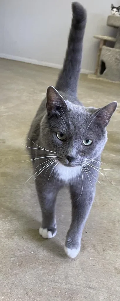 Don Corleone thumbnail 4