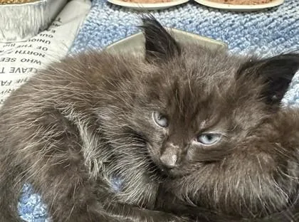 A baby small-sized male Domestic Short Hair cat named Birch  Red for adoption in Chamblee, GA