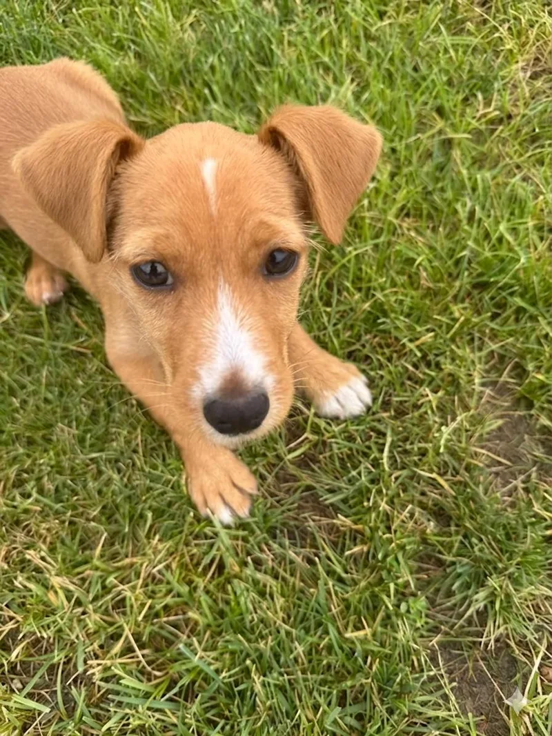 A baby small-sized male Chihuahua dog named Tate for adoption in North Prairie, WI