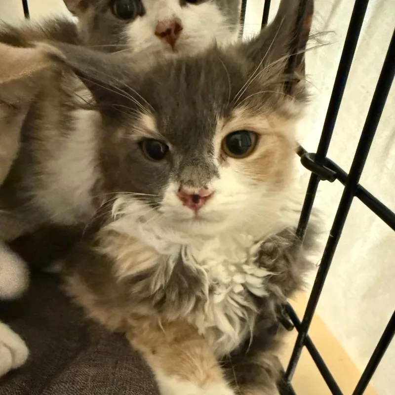 A baby medium-sized female Calico Domestic Medium Hair cat named Crepe for adoption in Concord, NH