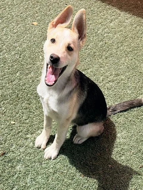 A baby small-sized female German Shepherd Dog dog named Maggie for adoption in Salinas, CA