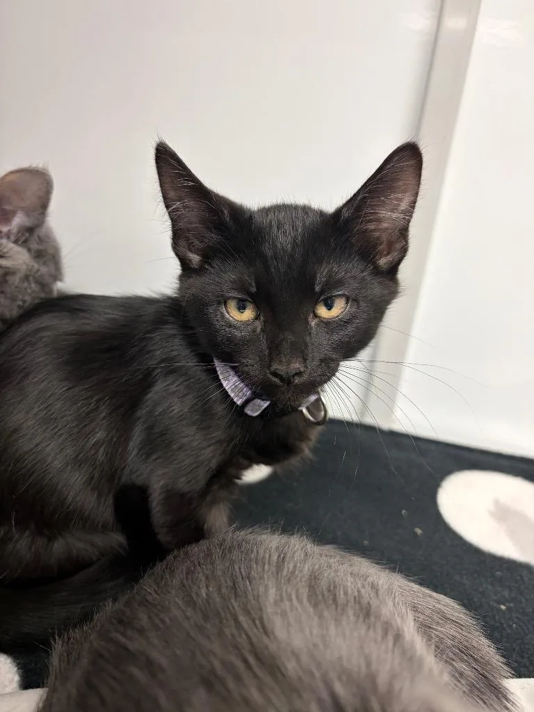 A baby medium-sized male Domestic Short Hair cat named Explorer Roamer for adoption in Peoria, AZ