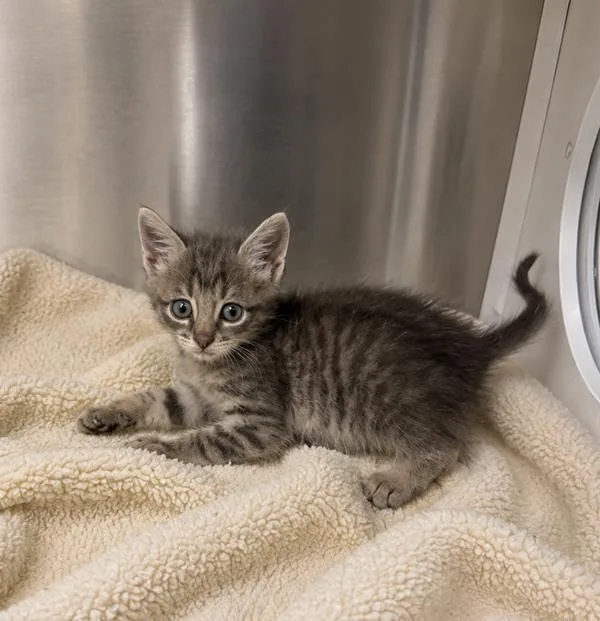 A baby small-sized male Domestic Short Hair cat named Otis for adoption in Lafayette, LA