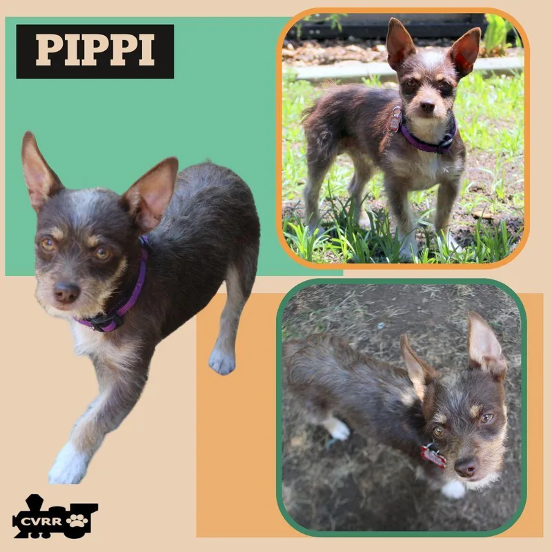 Pippi