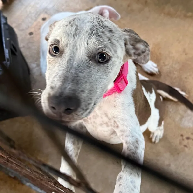 A baby small-sized female White / Cream Mixed Breed dog named Pebble for adoption in Lake Jackson, TX