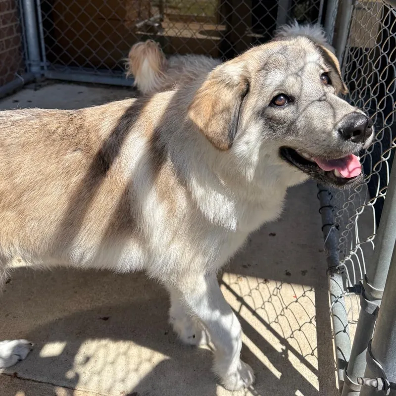 A young medium-sized female Sable Shepherd dog named Delilah for adoption in Birmingham, AL