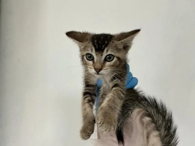 A baby small-sized male Domestic Short Hair cat named Max for adoption in San Bernardino, CA