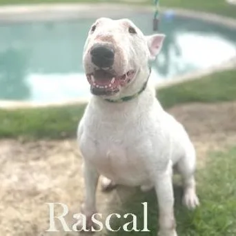 Rascal