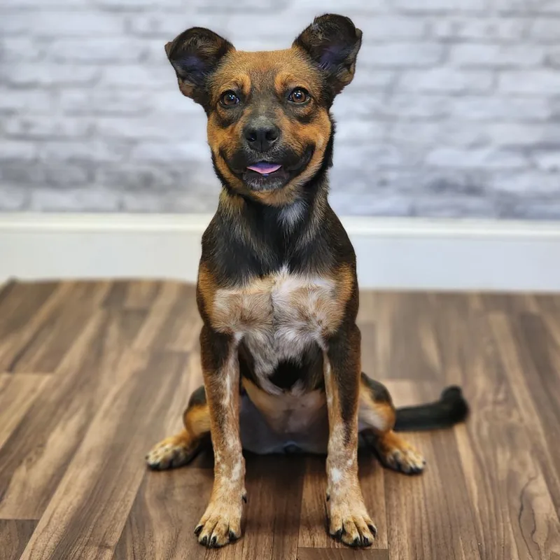 A young medium-sized female Terrier dog named Chevelle for adoption in Montgomery, AL