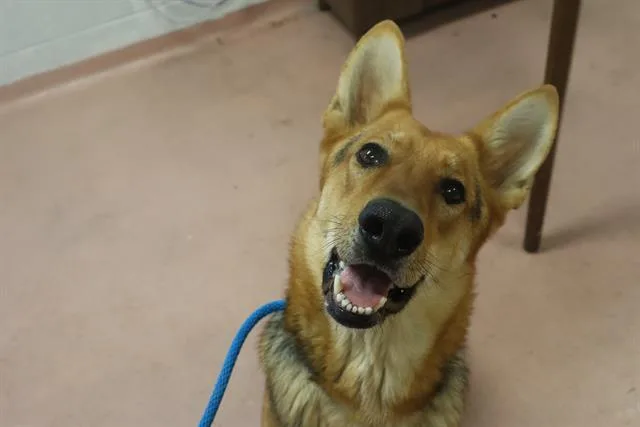 An adult large-sized female Mixed Breed dog named Xena for adoption in Columbia, SC