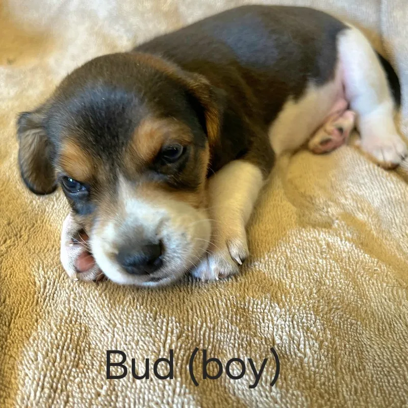 A baby small-sized male Black Beagle dog named Dahlia Pup  Bud for adoption in Fairfax Station, VA