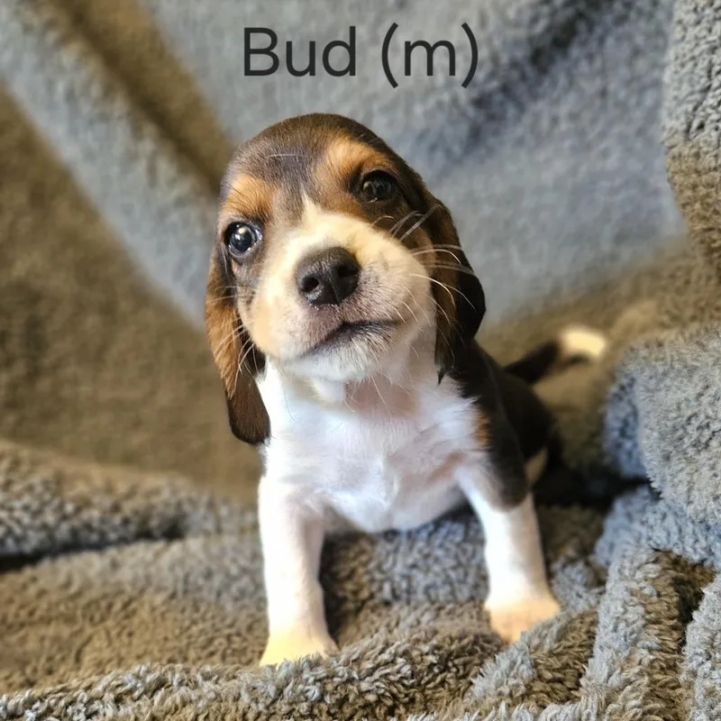 Dahlia Pup  Bud thumbnail 2
