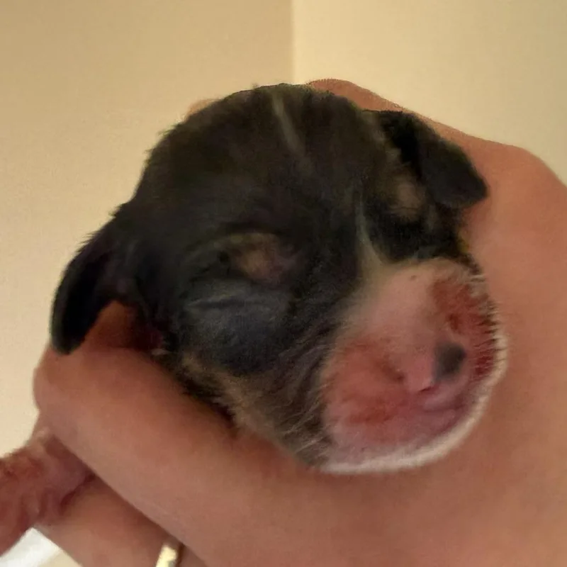 Dahlia Pup  Bud thumbnail 3