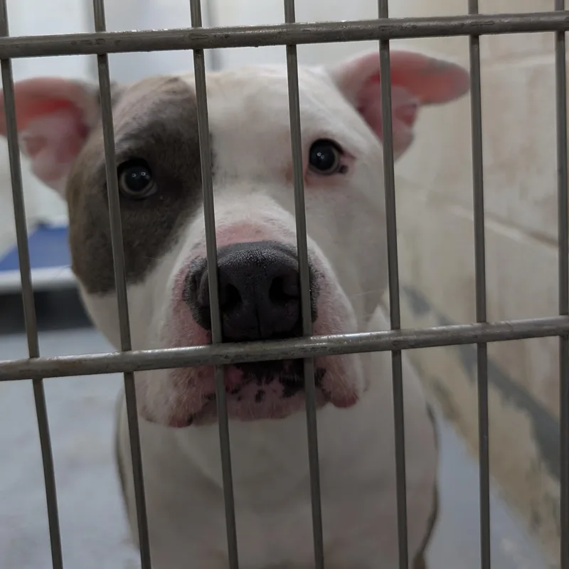 An adult large-sized male White / Cream Pit Bull Terrier dog named Patch LOOKING FOR OWNER for adoption in Ravenna, OH