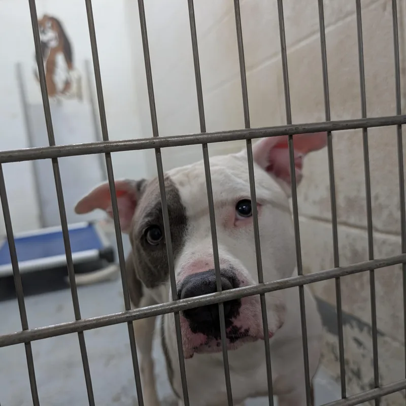Patch LOOKING FOR OWNER thumbnail 2