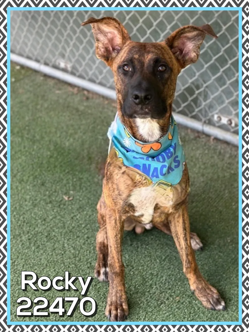 Rocky