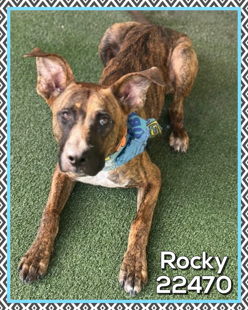 Rocky thumbnail 2