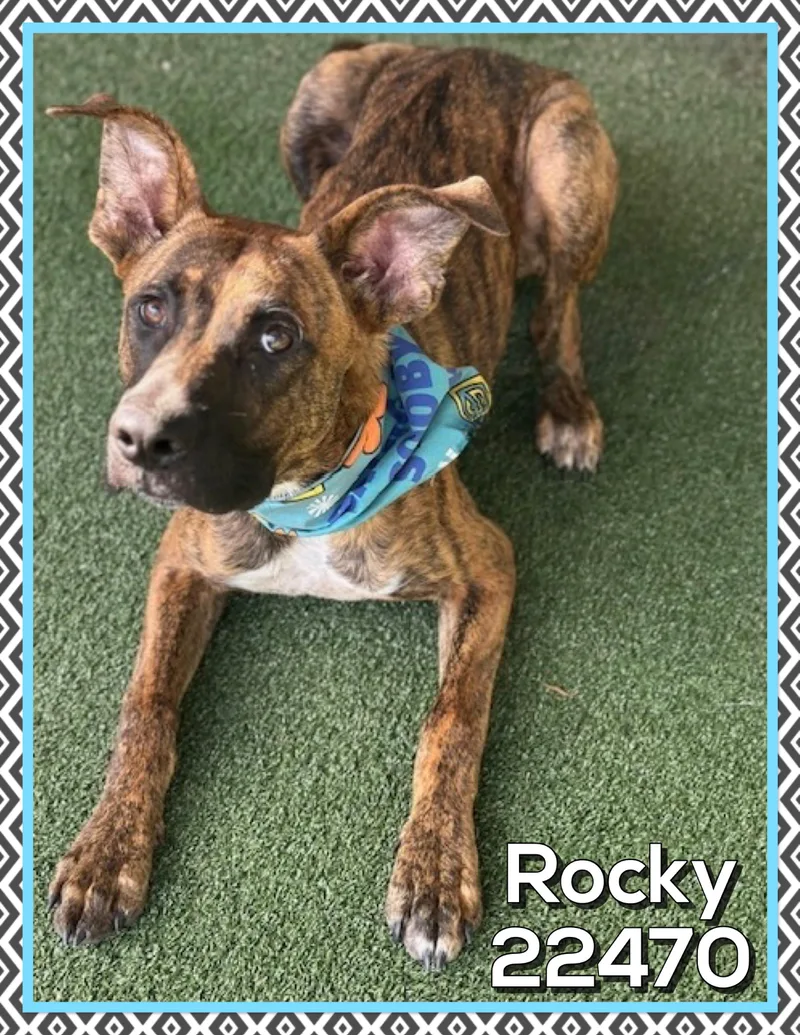 Rocky thumbnail 3